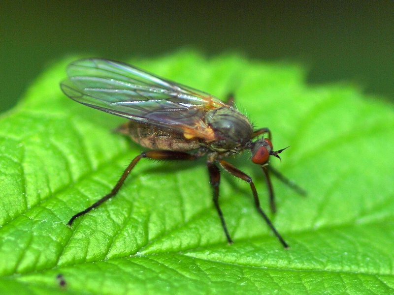 Diptera da id.